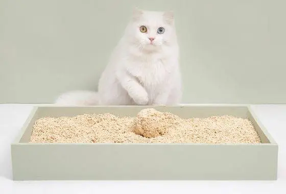 What is Cat Litter Sand?