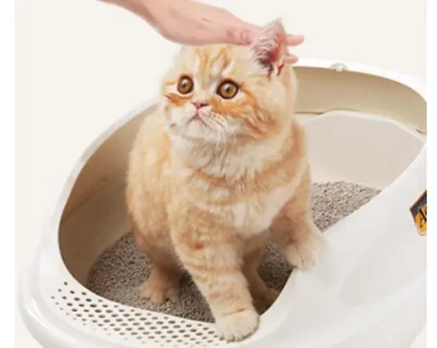 How to Train a Cat to Use the Litter Box: A Comprehensive Guide