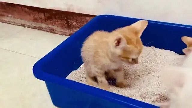 How to Train a Cat to Use the Litter Box: A Comprehensive Guide