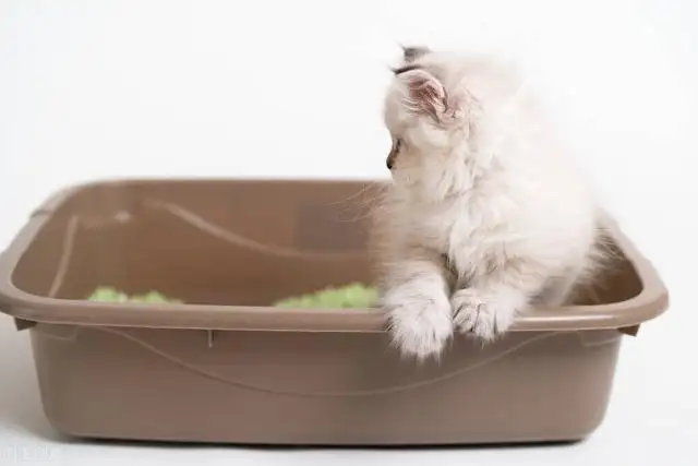 How to Train a Cat to Use the Litter Box: A Comprehensive Guide