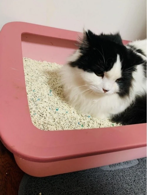 MeiMiao Cat Litter: The Expert Choice for Elevating Your Feline's Lifestyle