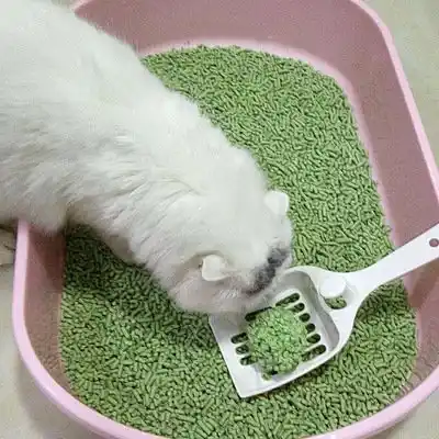 Tofu Cat Litter Green Tea: A Fresh Approach to Sustainable Pet Care