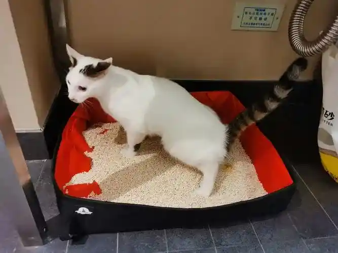 Best Tofu Cat Litter