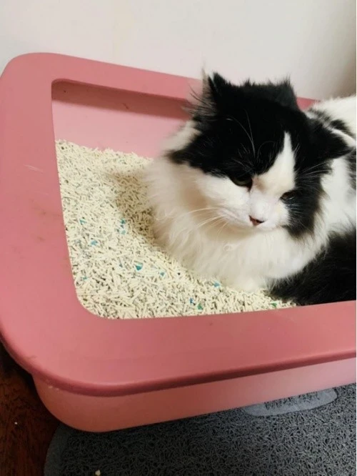 cat-litter-sand