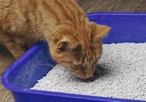 Why Cats Eat Litter and How to Stop It?